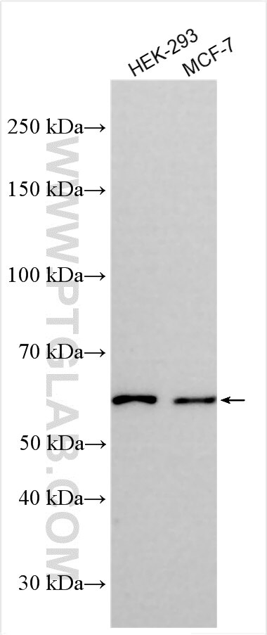 Western Blot (WB) analysis of various lysates using KCNV2 Polyclonal antibody (21756-1-AP)