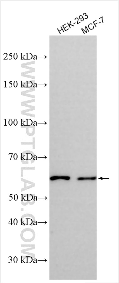 WB analysis using 21756-1-AP