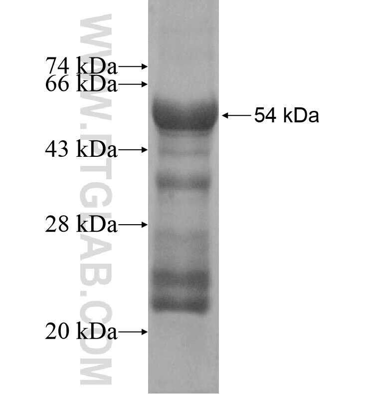 KCNV2 fusion protein Ag16170 SDS-PAGE