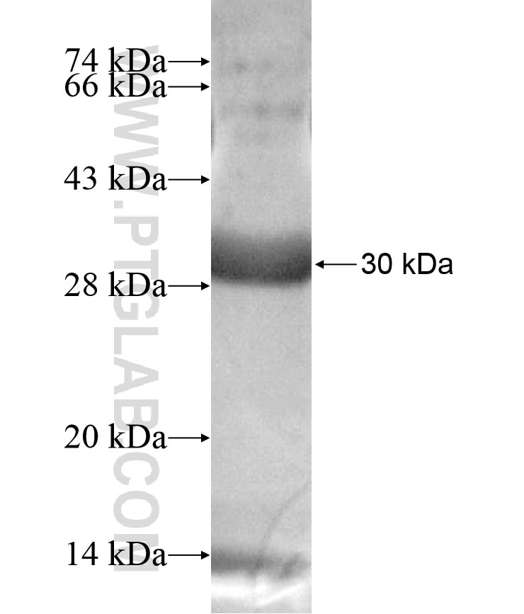 KCNV2 fusion protein Ag17020 SDS-PAGE