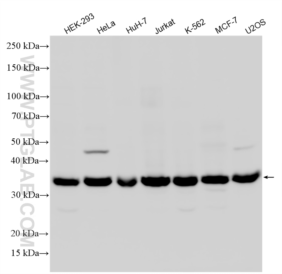 Western Blot (WB) analysis of various lysates using KCTD10 Polyclonal antibody (27279-1-AP)