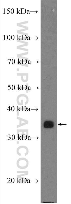 Western Blot (WB) analysis of U2OS cells using KCTD10 Polyclonal antibody (27279-1-AP)