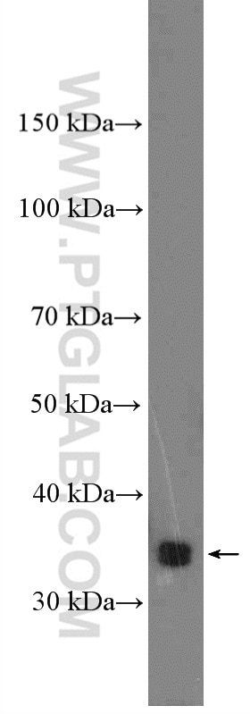 Western Blot (WB) analysis of MCF-7 cells using KCTD10 Polyclonal antibody (27279-1-AP)