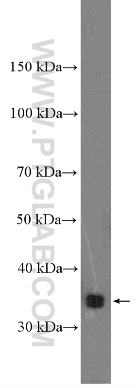 WB analysis of MCF-7 using 27279-1-AP