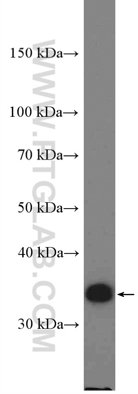 Western Blot (WB) analysis of HEK-293 cells using KCTD10 Polyclonal antibody (27279-1-AP)