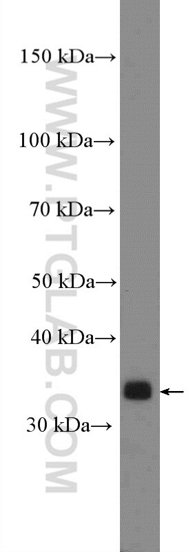 Western Blot (WB) analysis of K-562 cells using KCTD10 Polyclonal antibody (27279-1-AP)