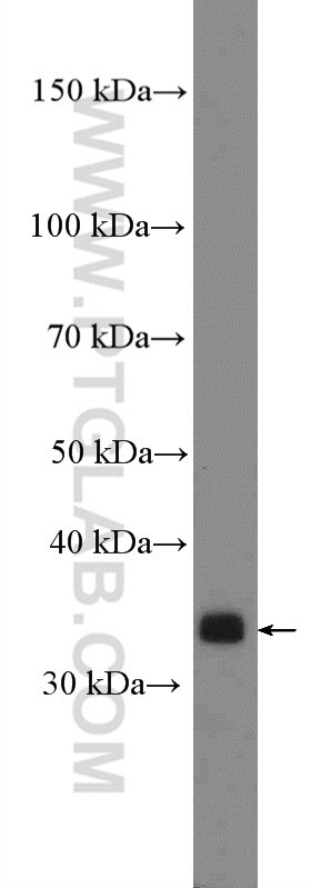 WB analysis of K-562 using 27279-1-AP