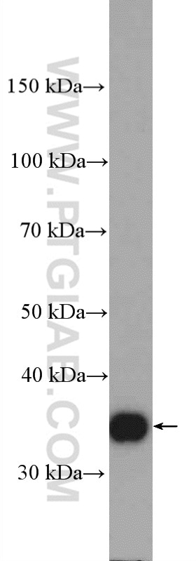 Western Blot (WB) analysis of Jurkat cells using KCTD10 Polyclonal antibody (27279-1-AP)