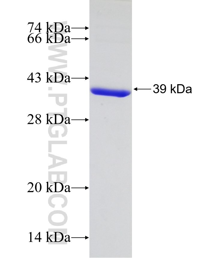 KCTD10 fusion protein Ag12235 SDS-PAGE