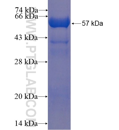 KCTD10 fusion protein Ag12419 SDS-PAGE