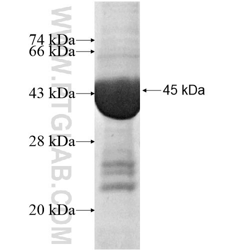 KCTD11 fusion protein Ag15586 SDS-PAGE