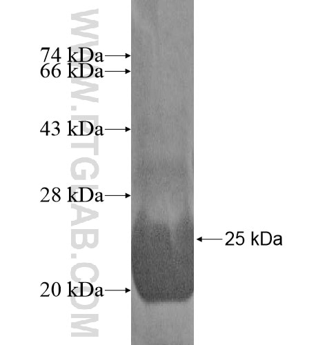 KCTD11 fusion protein Ag15973 SDS-PAGE