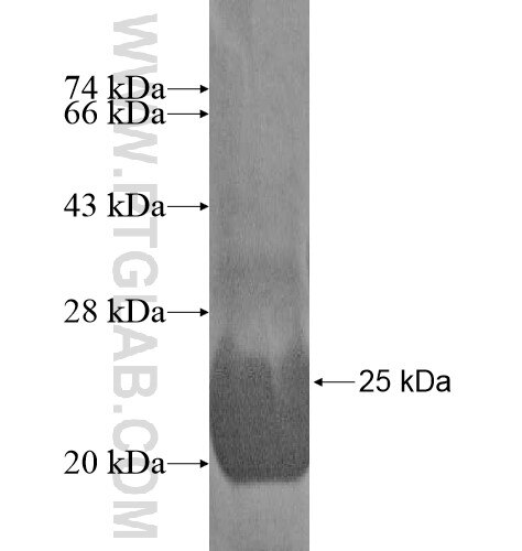 KCTD11 fusion protein Ag15973 SDS-PAGE