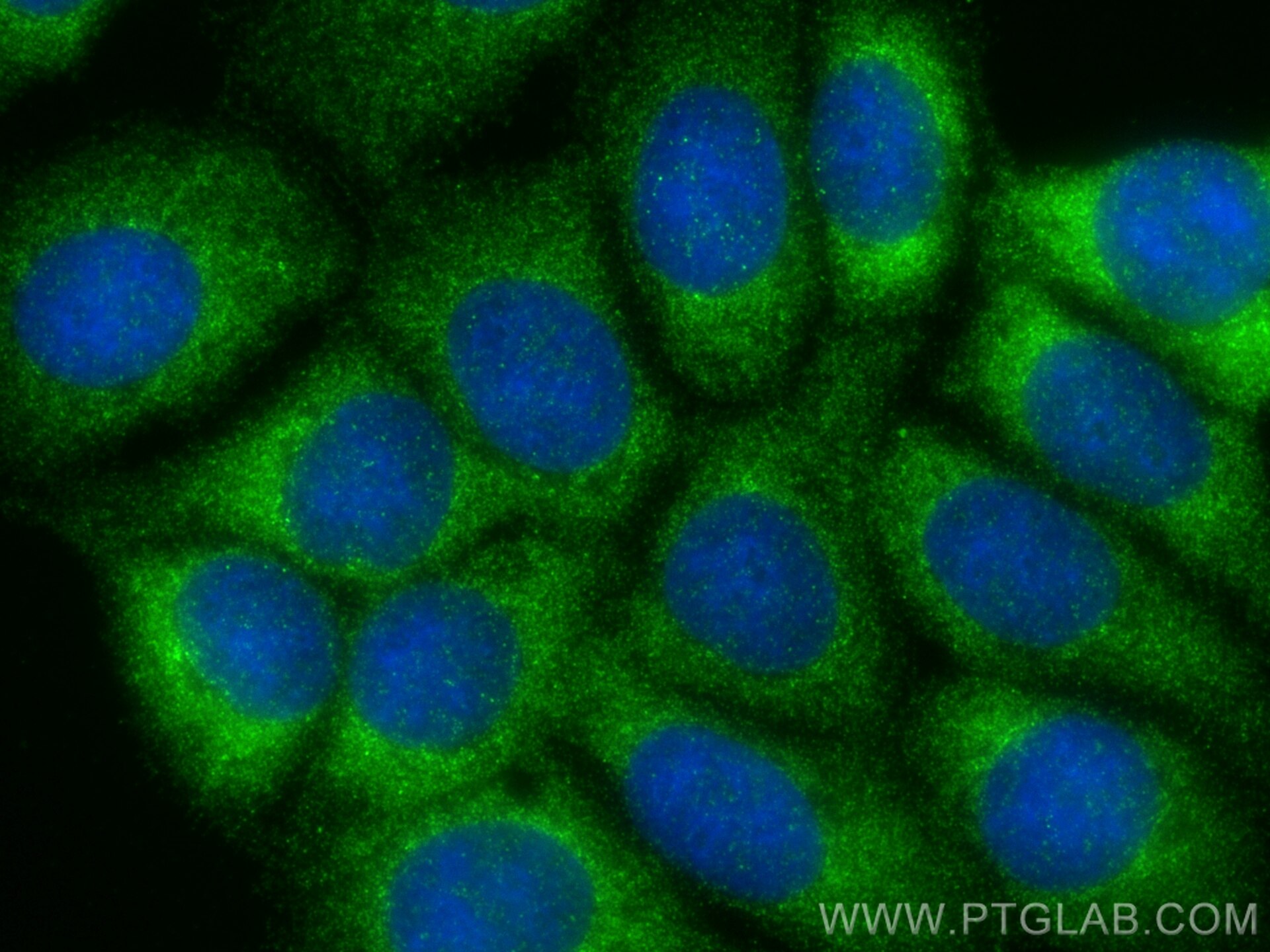 Immunofluorescence (IF) / fluorescent staining of MCF-7 cells using KCTD12 Polyclonal antibody (15523-1-AP)