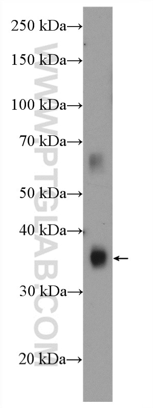 Western Blot (WB) analysis of mouse brain tissue using KCTD12 Polyclonal antibody (15523-1-AP)