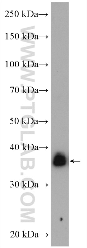 Western Blot (WB) analysis of HeLa cells using KCTD12 Polyclonal antibody (15523-1-AP)