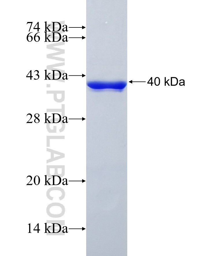 KCTD12 fusion protein Ag5716 SDS-PAGE