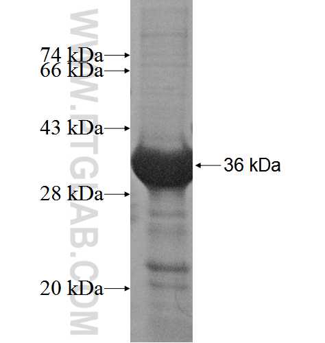KCTD13 fusion protein Ag3835 SDS-PAGE