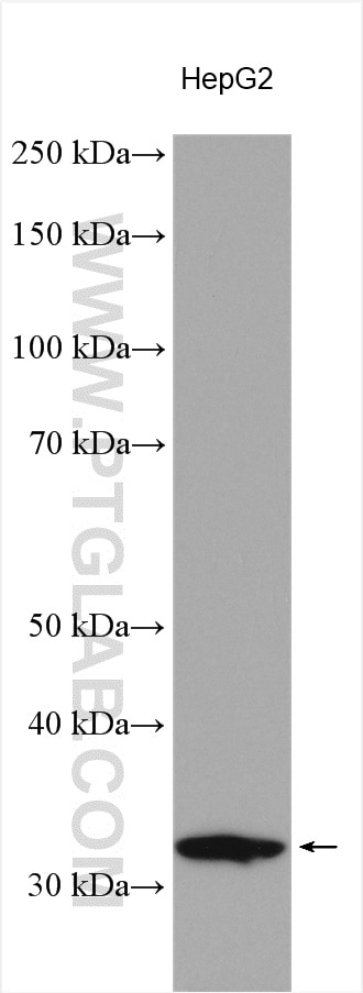 Western Blot (WB) analysis of various lysates using KCTD14 Polyclonal antibody (14806-1-AP)