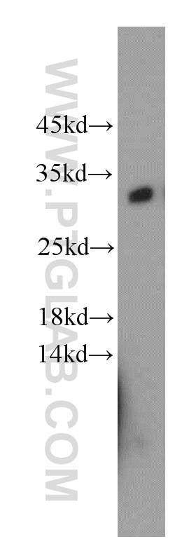 Western Blot (WB) analysis of mouse skeletal muscle tissue using KCTD14 Polyclonal antibody (21111-1-AP)