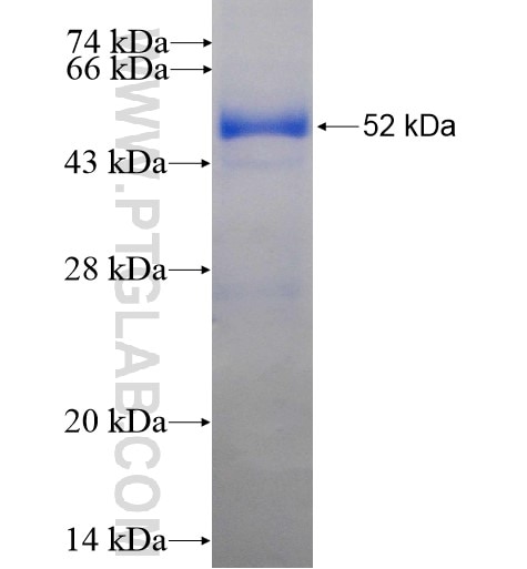 KCTD14 fusion protein Ag14265 SDS-PAGE