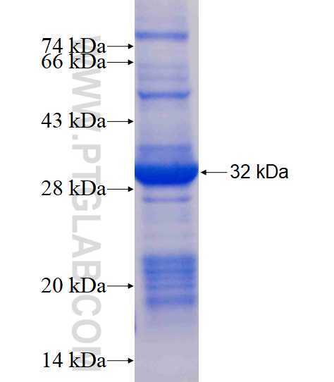 KCTD14 fusion protein Ag16969 SDS-PAGE