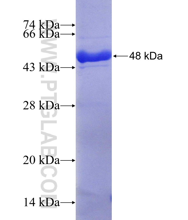 KCTD14 fusion protein Ag6528 SDS-PAGE