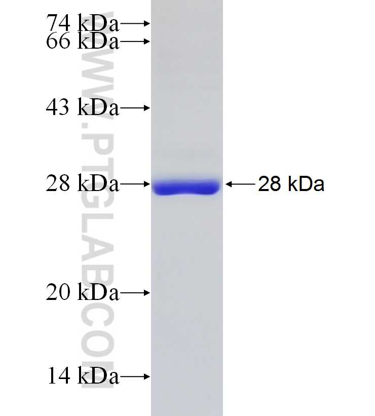 KCTD14 fusion protein Ag6863 SDS-PAGE