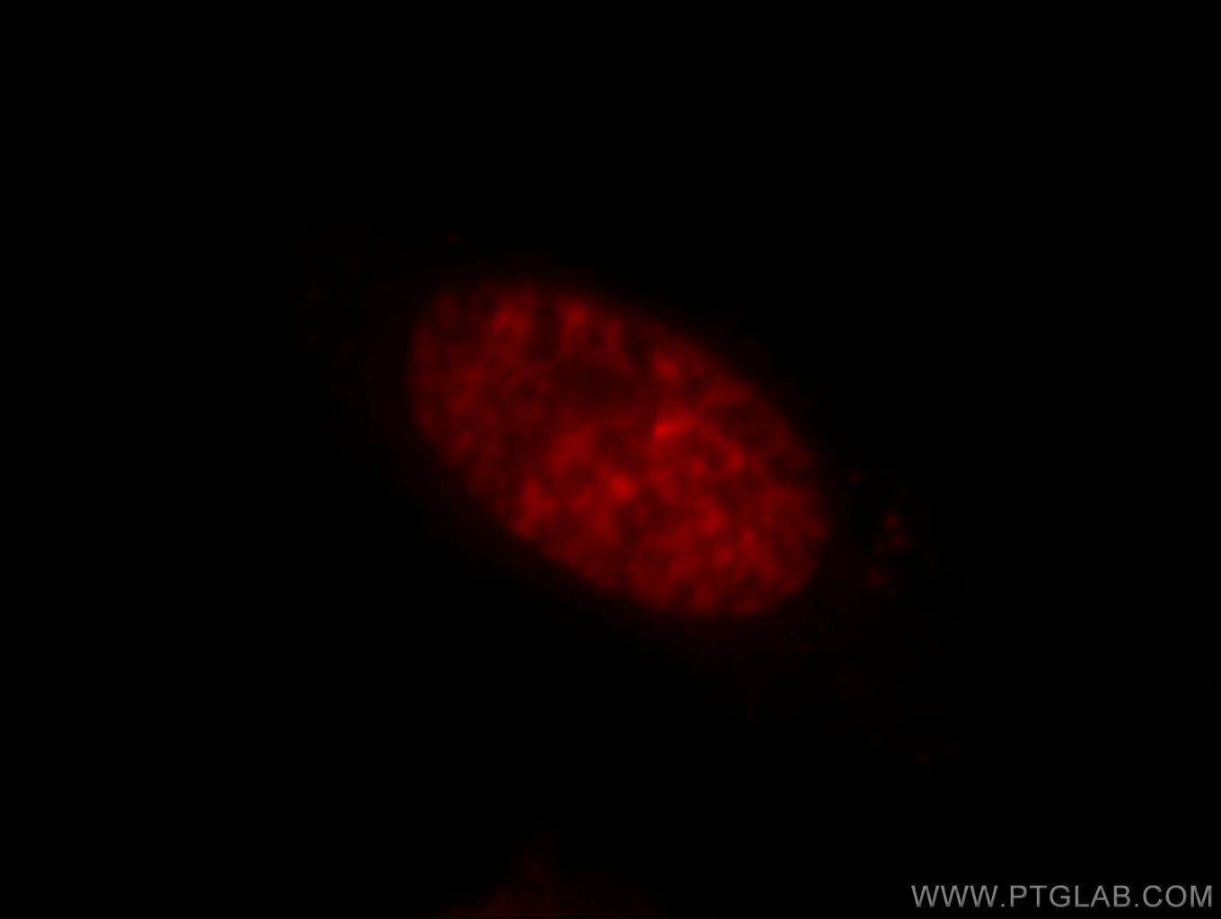 Immunofluorescence (IF) / fluorescent staining of HepG2 cells using KCTD15 Polyclonal antibody (20128-1-AP)