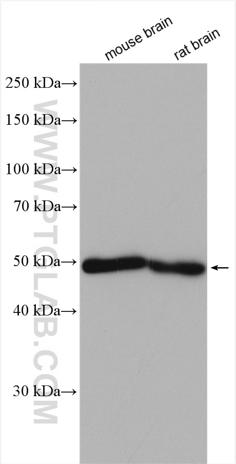 Western Blot (WB) analysis of various lysates using KCTD16 Polyclonal antibody (25437-1-AP)