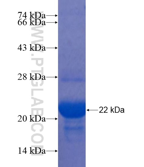 KCTD16 fusion protein Ag22064 SDS-PAGE