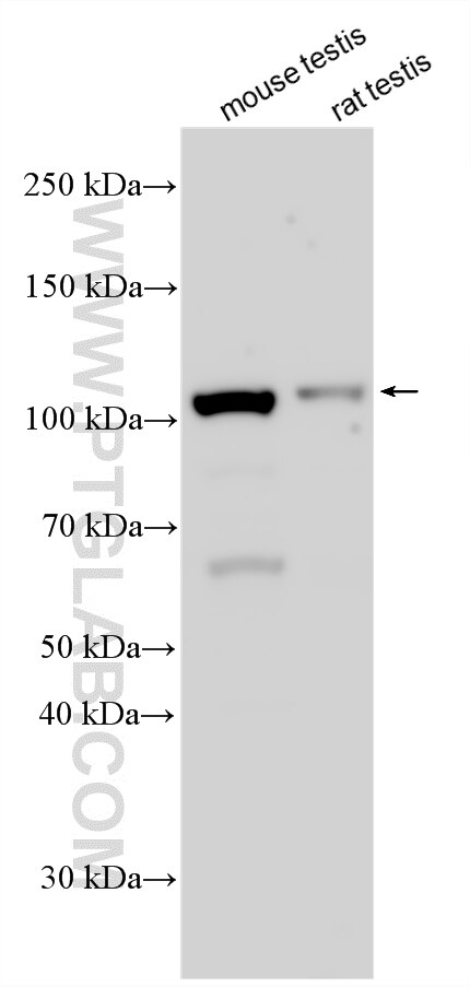 WB analysis using 33194-1-AP (same clone as 33194-1-PBS) Western Blot (WB) analysis of various lysates using KCTD19 Polyclonal antibody (33194-1-AP)