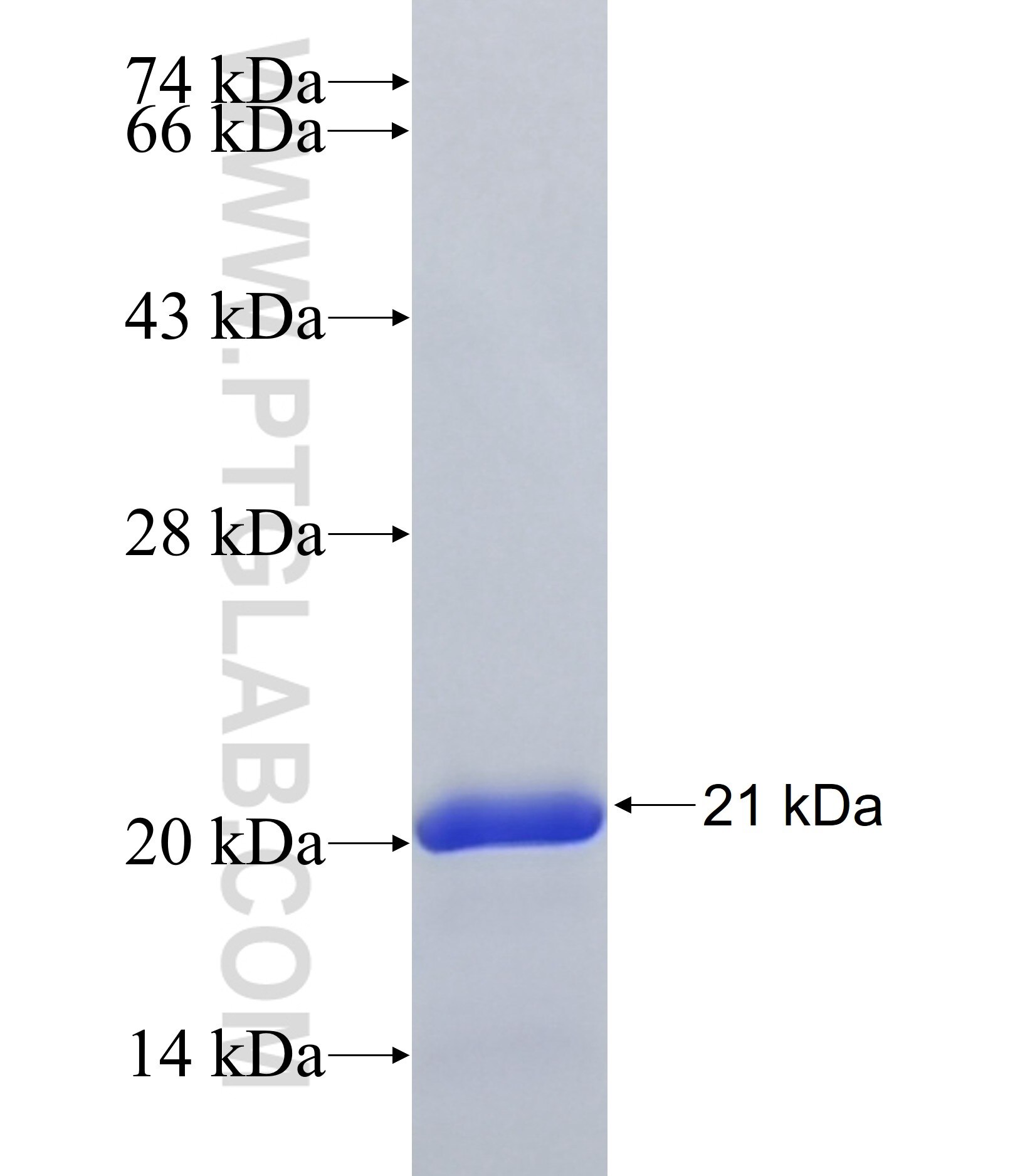 KCTD20 fusion protein Ag36960 SDS-PAGE KCTD20 fusion protein Ag36960 SDS-PAGE