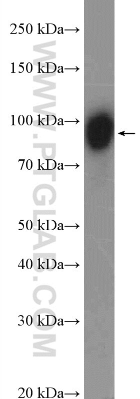 Western Blot (WB) analysis of HepG2 cells using KCTD3 Polyclonal antibody (26887-1-AP)