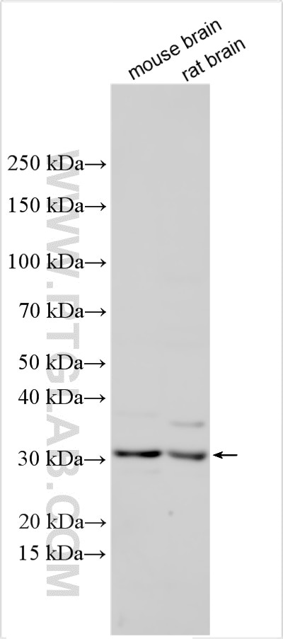 Western Blot (WB) analysis of various lysates using KCTD4 Polyclonal antibody (32898-1-AP)