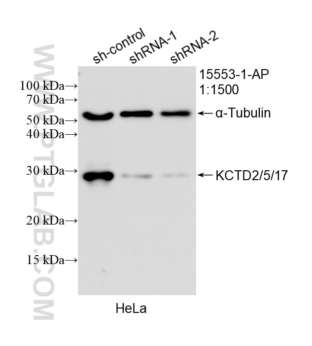 Western Blot (WB) analysis of HeLa cells using KCTD2/5/17 Polyclonal antibody (15553-1-AP)