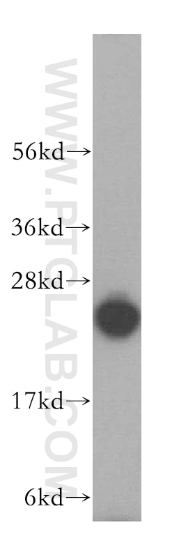 Western Blot (WB) analysis of HeLa cells using KCTD2/5/17 Polyclonal antibody (15553-1-AP)