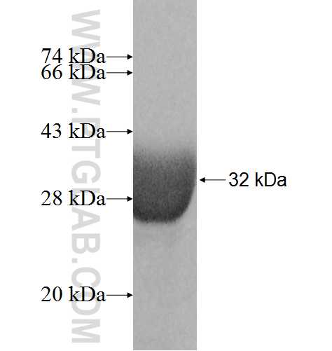 KCTD5 fusion protein Ag7801 SDS-PAGE