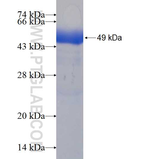KCTD5 fusion protein Ag7915 SDS-PAGE