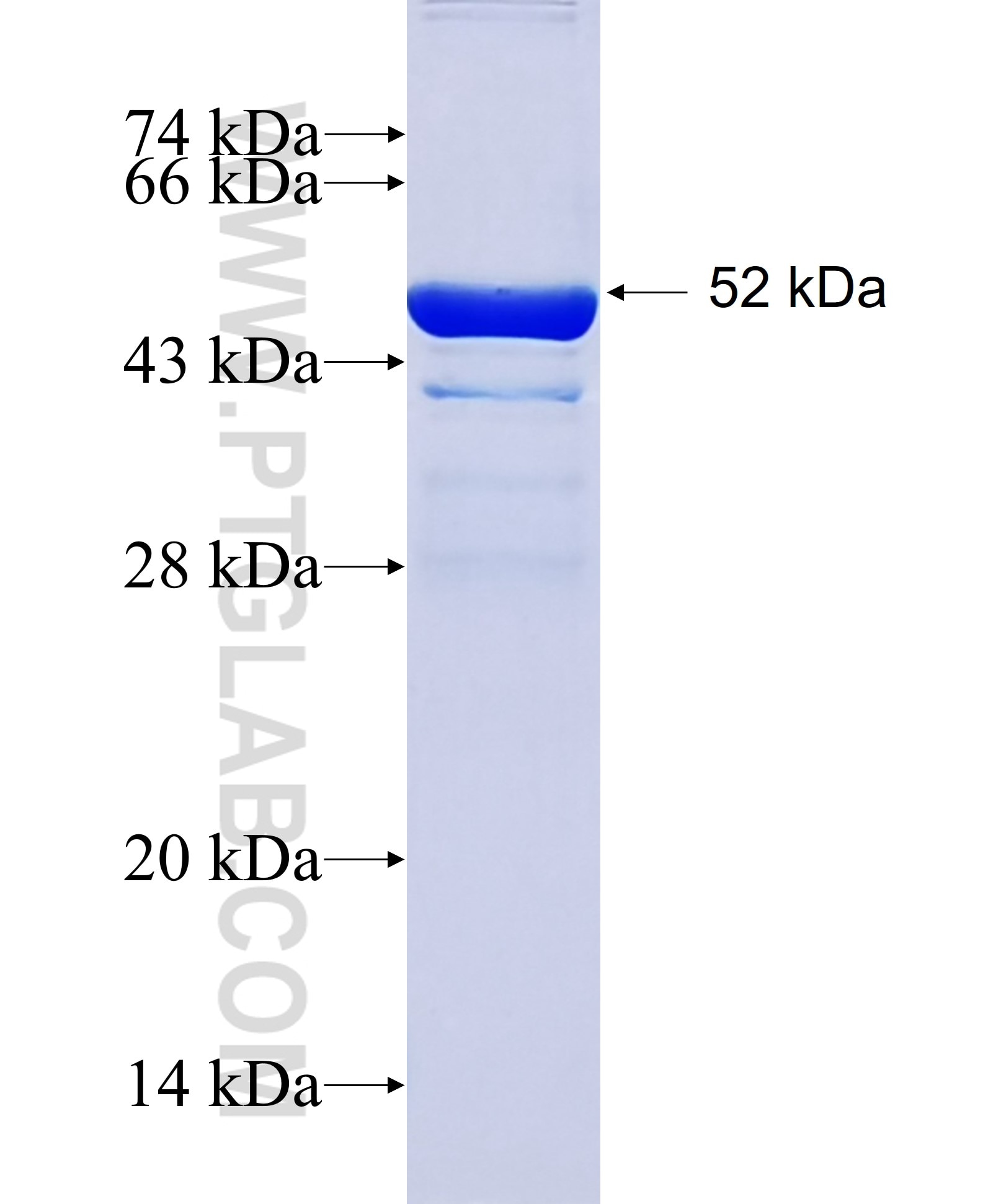 KCTD5 fusion protein Ag7915 SDS-PAGE