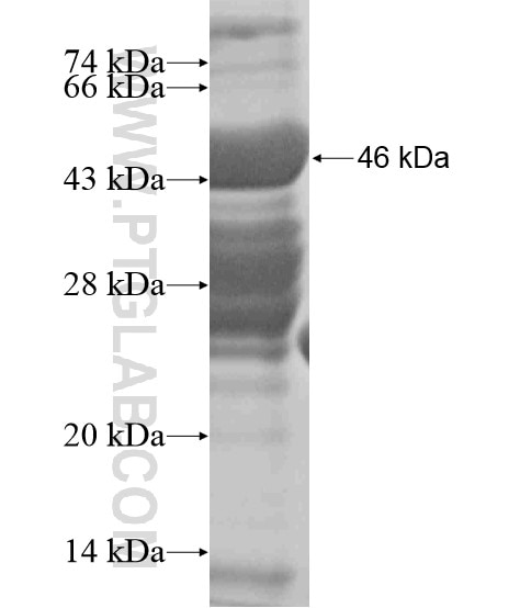 KCTD8 fusion protein Ag19555 SDS-PAGE