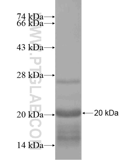 KCTD8 fusion protein Ag19799 SDS-PAGE