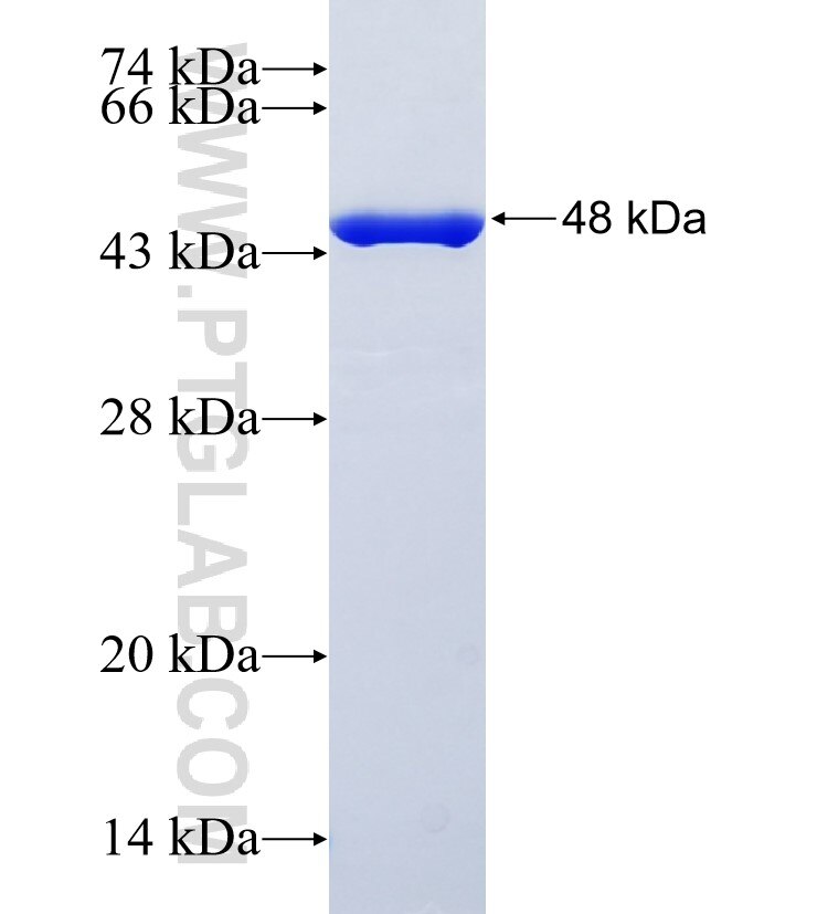 KCTD9 fusion protein Ag22543 SDS-PAGE