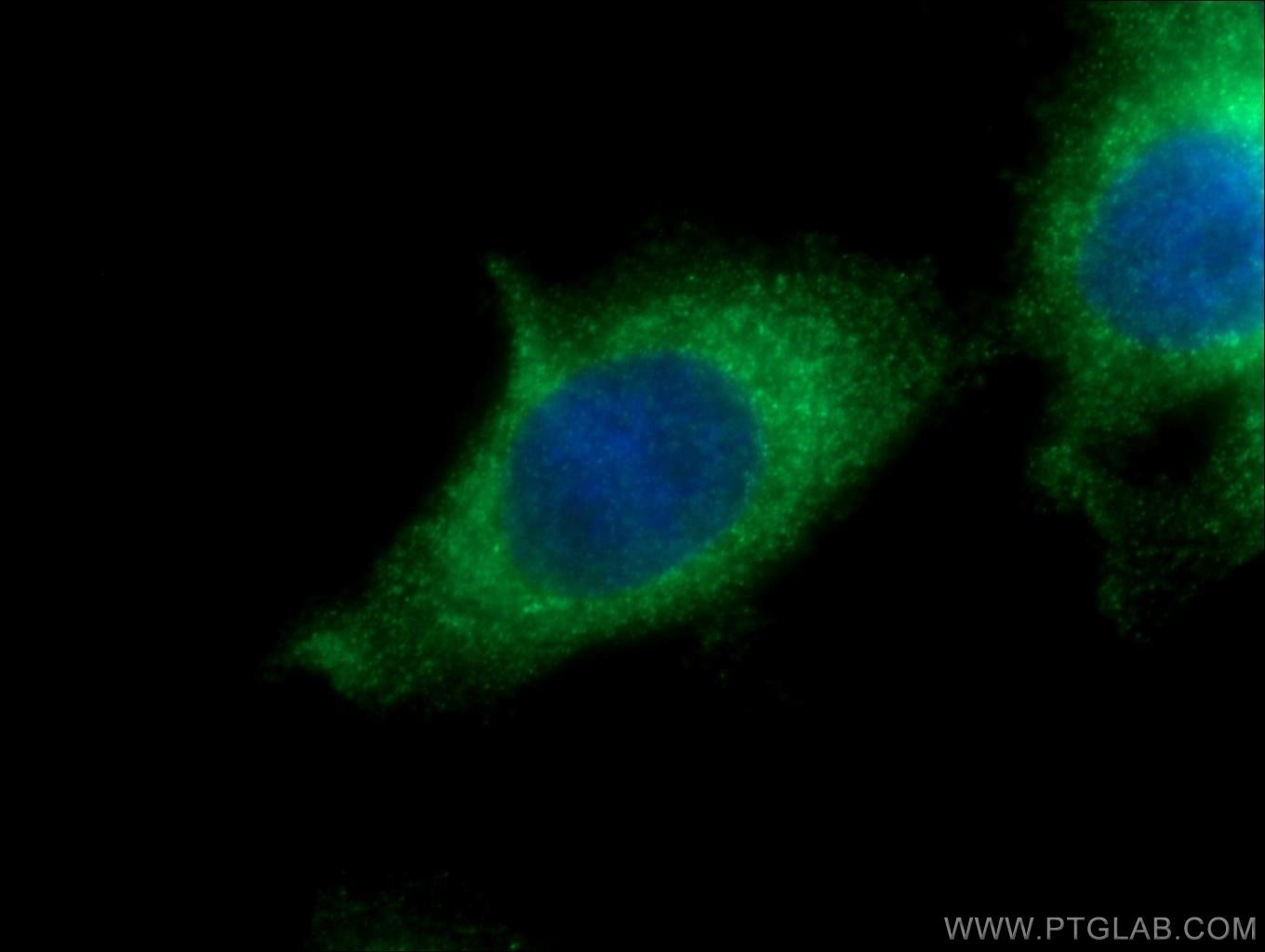 Immunofluorescence (IF) / fluorescent staining of HepG2 cells using KDELC2 Polyclonal antibody (23345-1-AP)