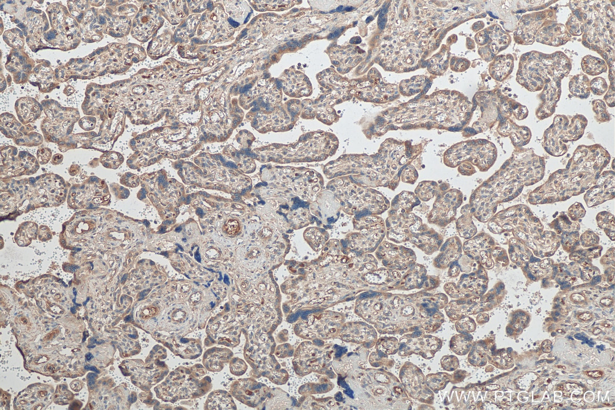 Immunohistochemistry (IHC) staining of human placenta tissue using KDELC2 Polyclonal antibody (23345-1-AP)