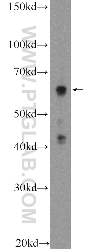 Western Blot (WB) analysis of HeLa cells using KDELC2 Polyclonal antibody (23345-1-AP)