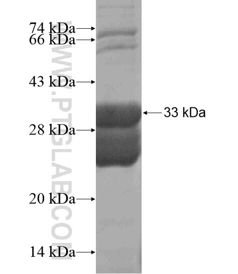 KDELC2 fusion protein Ag19929 SDS-PAGE