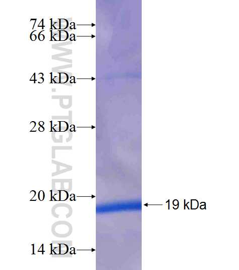 KDELC2 fusion protein Ag19946 SDS-PAGE