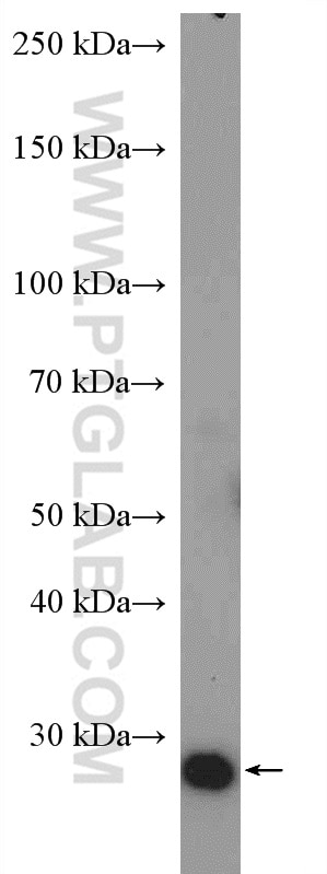 Western Blot (WB) analysis of NIH/3T3 cells using KDELR3 Polyclonal antibody (27632-1-AP)