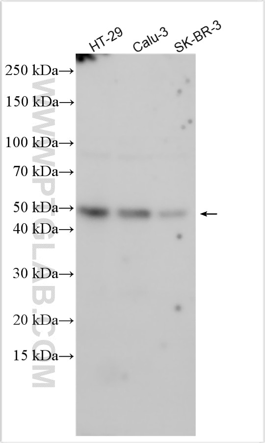 Western Blot (WB) analysis of various lysates using KDF1 Polyclonal antibody (32975-1-AP)